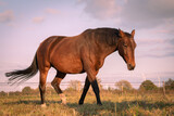 Fototapeta Konie - Fox brown horse