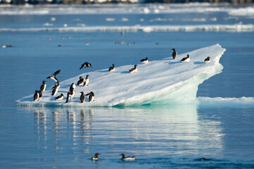 Wall Mural - brünnich's guillemots, svalbard, norway