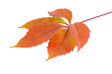 Red autumn leaf isolated on the white