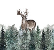 © Anna Nekotangerine - Watercolor winter pine forest and reindeer illustration. Hand drawn male deer with antlers and deep green woodland landscape with falling snow. Outdoor nature background.