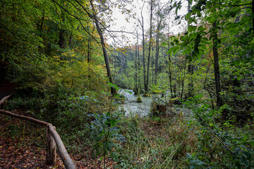 Wall Mural - Nationalpark Jasmund