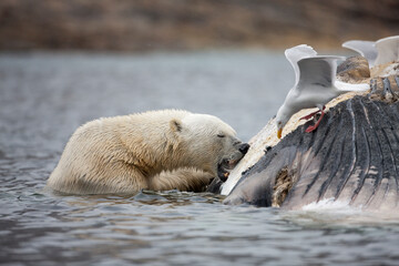 Wall Mural - Polar Bear Feeding on Fin Whale, Svalbard, Norway