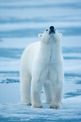 Wall Mural - polar bear, svalbard, norway