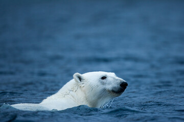 Wall Mural - polar bear, svalbard, norway