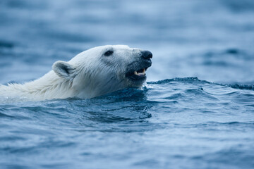 Wall Mural - polar bear, svalbard, norway