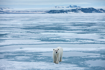 Wall Mural - Polar Bear, Svalbard, Norway