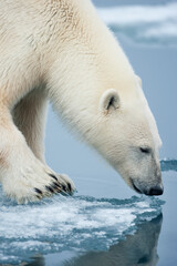 Wall Mural - polar bear, svalbard, norway