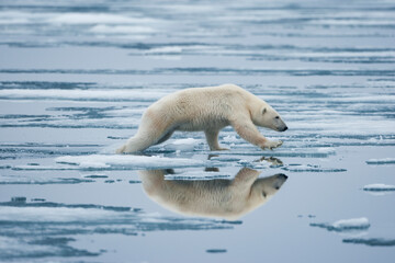 Wall Mural - polar bear, svalbard, norway