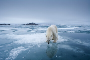 Wall Mural - Polar Bear, Svalbard, Norway