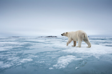 Wall Mural - polar bear, svalbard, norway