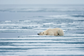 Wall Mural - polar bear, svalbard, norway