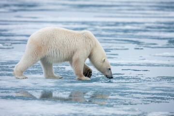 Wall Mural - polar bear, svalbard, norway