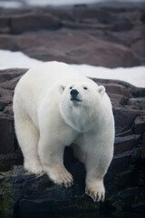 Wall Mural - Polar Bear, Svalbard, Norway