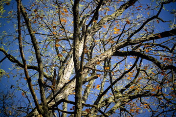 Poster - branches against sky