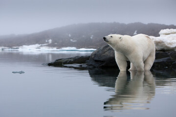 Wall Mural - polar bear, svalbard, norway