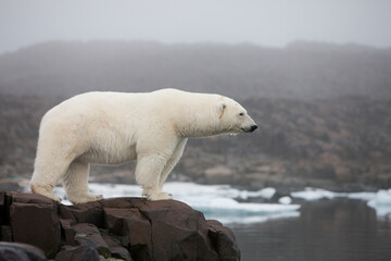 Wall Mural - polar bear, svalbard, norway