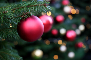 Wall Mural - Red Christmas balls hanging on a fir branches on festive lights background. New Year tree with decorations, magic of a holiday