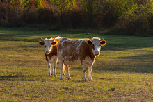 Two Red-and-white Cows Stand In A Meadow And Look At The Camera. Beautiful Portrait Of Pets Standing Next To Each Other. Green Grass In The Warm Sunny Evening Light. Breeding Of Domestic Animals.