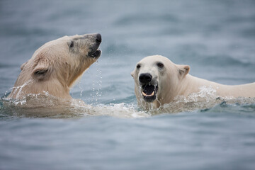Wall Mural - polar bears swimming, svalbard, norway