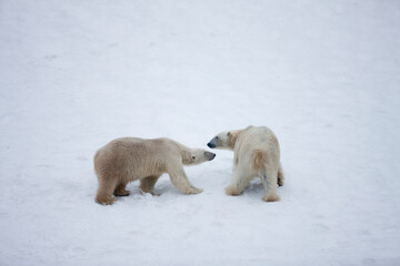 Wall Mural - polar bears playing on snow slope, svalbard, norway