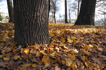 Poster - autumn in the park