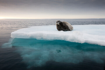 Wall Mural - Bearded Seal on Ice, Svalbard, Norway