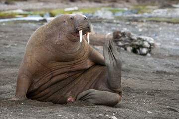 Wall Mural - walrus, svalbard