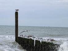 Group Of Seagulls On Poles (wavebreakers), Breaking Waves