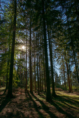  Forest and sun shining through the trees, Sumava national park, Czech republic