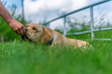 Canvas Print - Yellow labrador retriever on green grass lawn