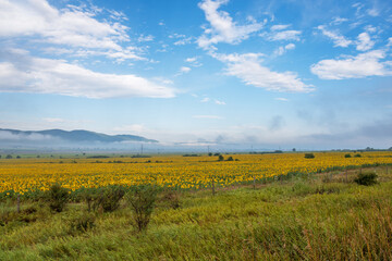 Canvas Print - Sunflower field at sunrise in summer.