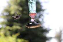 Bird Feeding In Santa Rosa California