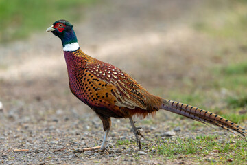 Wall Mural - Pheasant (Scientific name: Phasianus Colchicus) Colourful male Ring-necked or common pheasant in natural field margin habitat.  Horizontal, space for copy