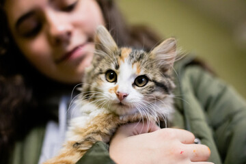 cute and adorable kitten and cat portrait with behavior and pers