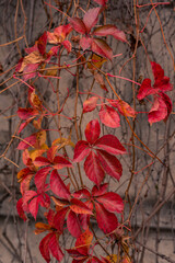 Autumn background. last leaf in the tree. dry nature.