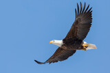 A Bald Eagle Soars in a Clear Blue Sky