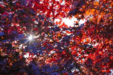 Wall Mural - Sunrays peeking through the red leaves of a Japanese maple tree