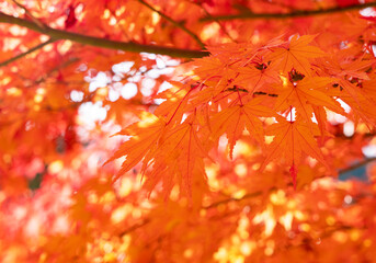 Japanese red leaves on the entire screen