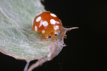 Sticker - ladybug on green leaves, North China