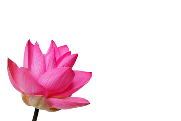 Wall Mural - blooming lotus flower isolated on white background