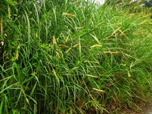 The Wild Yellow Foxtail Grass Plants.