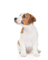 Wall Mural - Jack russell terrier puppy sits and looks away on empty space. Isolated on white background