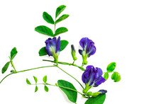 Blue Pea, Bluebell Vine Or Butterfly Pea And Cordofan, Isolated With Clipping Path