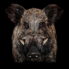 close-up portrait of brown wild boar tusks black background. wild pig. portrait of pig.