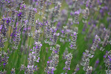 Fototapeta Lawenda - Lavender flowers
