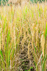 Poster - Rice Paddy in Field