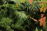 Fototapeta Sypialnia - Plantas tropicales
