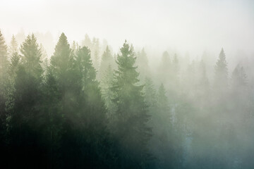 Wall Mural - spruce trees among the morning fog in winter. beautiful nature in cold season. moody dramatic weather