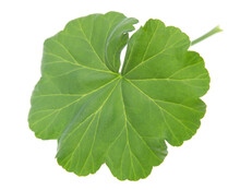 Green Geranium Leaf On White Background