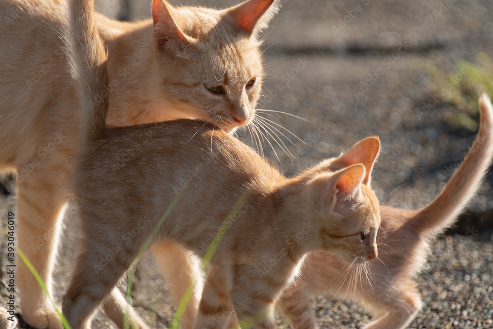 寄り添う猫の親子 茶トラ猫 の Stock フォト | Adobe Stock